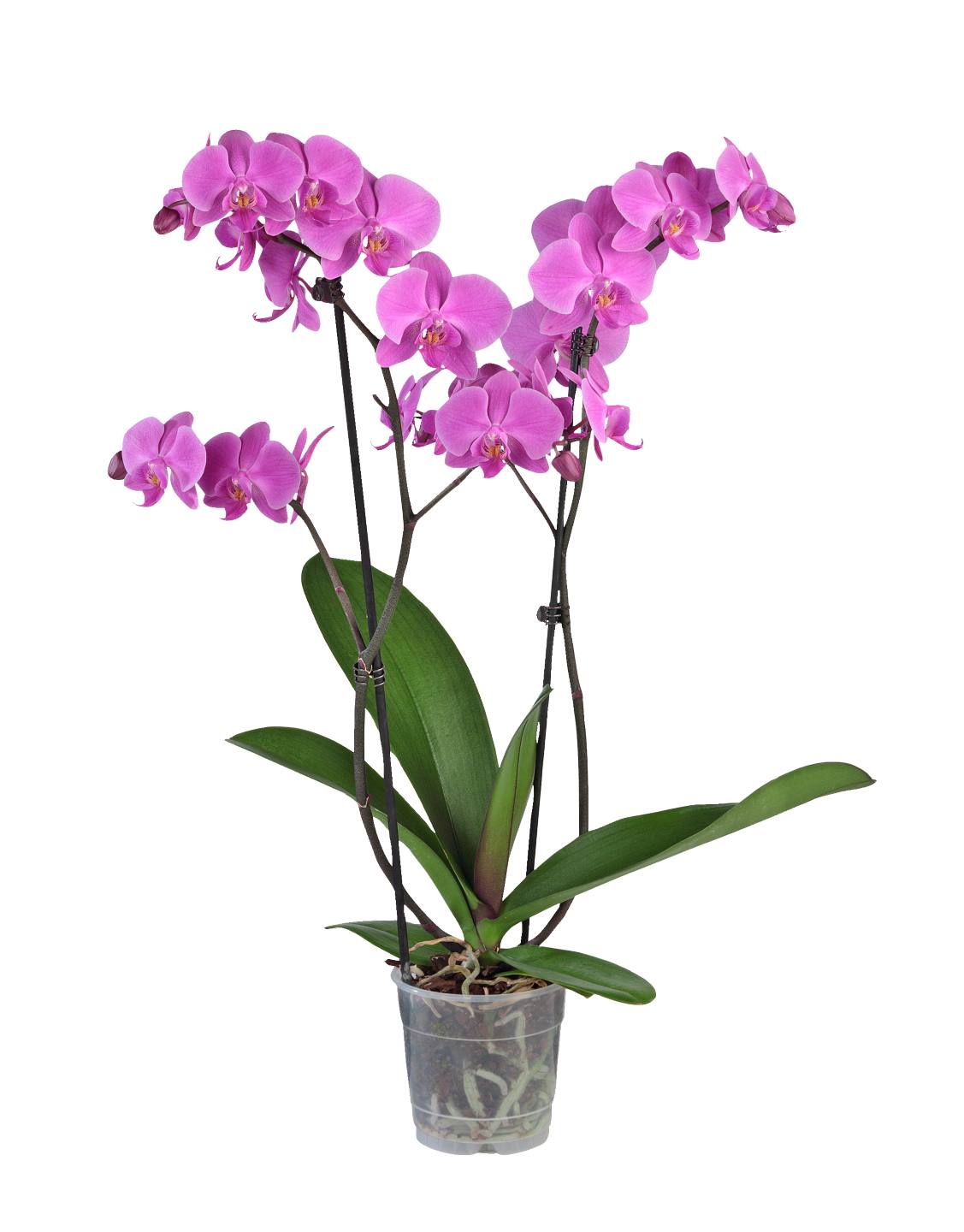 Orchidea Phalaenopsis Premium 2 výhony