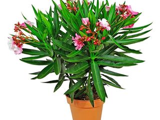 Oleander