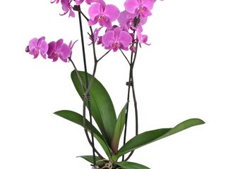 obrázek Orchidea Phalaenopsis Premium 2 výhony