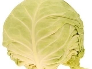 Kapusta biela